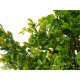 ARVORE VERDE SORT 4