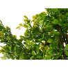 ALBERO FELCI VERDI ASS 3