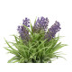 POT CIMENT LAVANDE ASSORT 3 