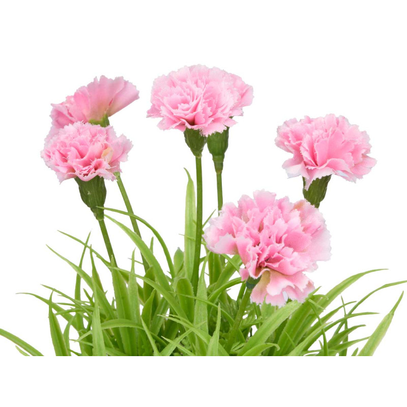 SQUARE CEMENT POT CARNATION ASSORTED 4  