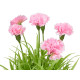 SQUARE CEMENT POT CARNATION ASSORTED 4  