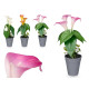 MACETA CONICA GLADIOLOS SURT 3 