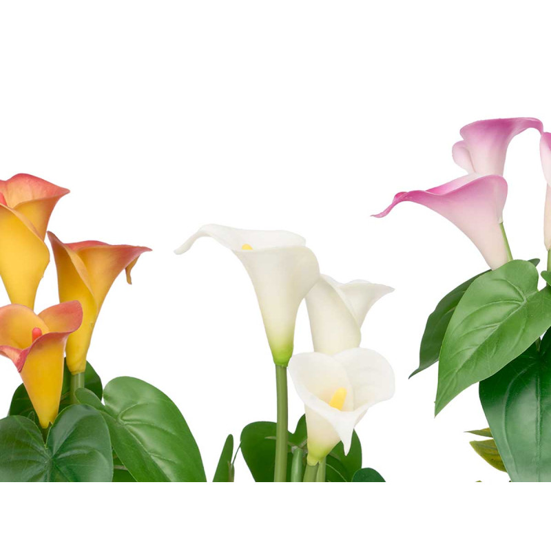 CONICAL POT GLADIOLUS ASSORTED 3 