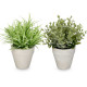 POT GREEN LEAVES ASSORTED 4