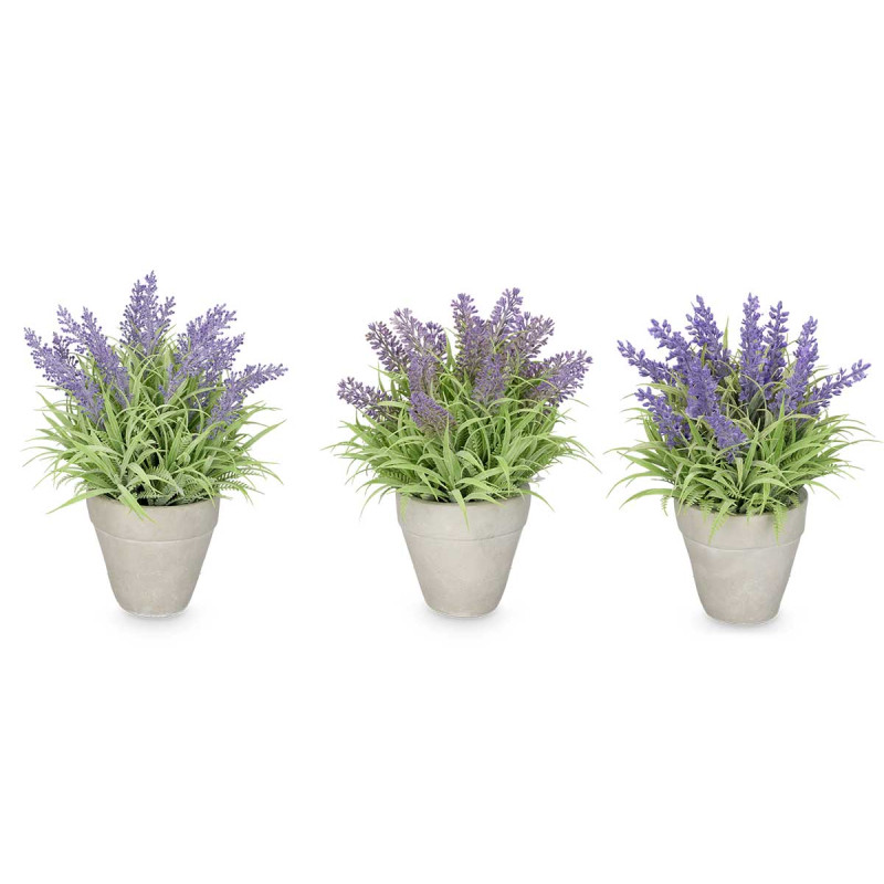 POT LAVANDE MOYEN ASSORT 3 