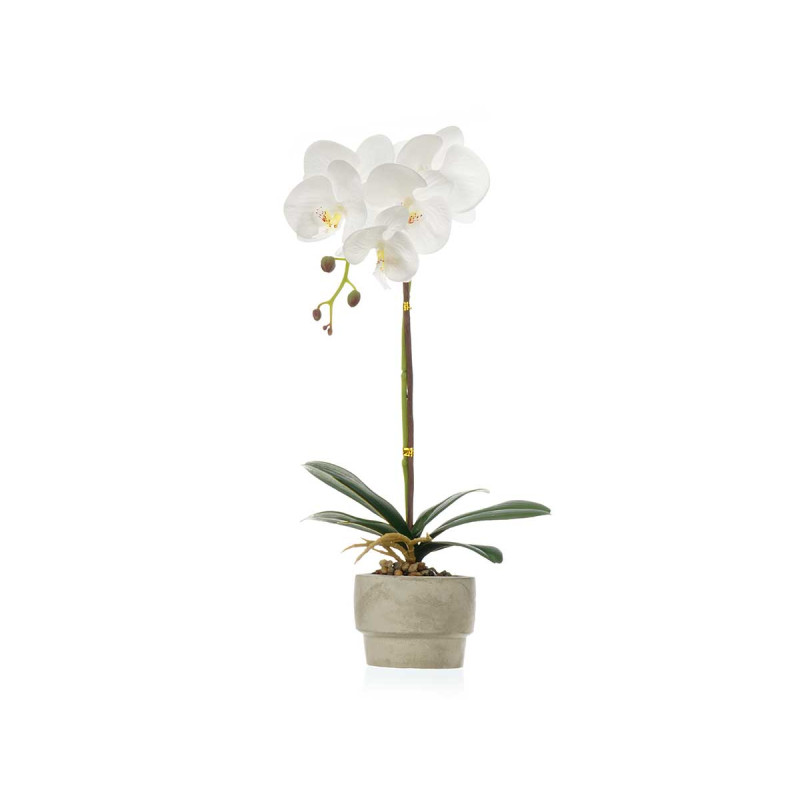 ORCHIDÉE POT CIMENT BLANC 1 TIGE 