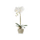 WHITE ORCHID CEMENT POT 1 ROD