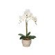 ORCHIDÉE POT CIMENT BLANC 3 TIGES
