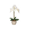 ORCHIDÉE POT CIMENT BLANC 3 TIGES