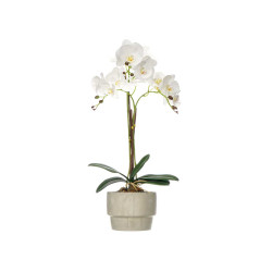 ORQUIDEA MACETA CEMENTO BLANCA 3 VARAS