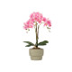 PINK ORCHID CEMENT POT 3 STICKS