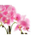 ORCHIDEA PORTAVASO CEMENTO ROSA 3 BASTONI 