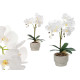 WHITE ORCHID CEMENT POT 2 STICKS