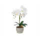 ORCHIDÉE POT CIMENT BLANC 2 TIGES 