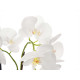ORQUIDEA BRANCA VASO CIMENTO 2 HASTES