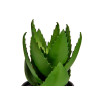 VASO GRANDE COM ALOE VERA 