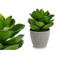 POT PLANT WIDE FULL BIG