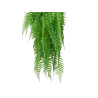 PLANTA HELECHO COLGAR GRD