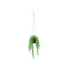MEDIUM SPLIT-LEAF HANGING PLANT
