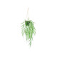 PLANTE SUSPENDUE FEUILLE LARGE