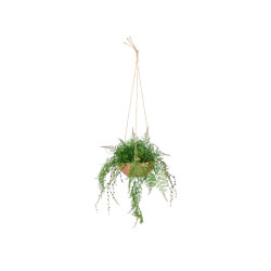 TERRACOTTA POT HANGING FERN