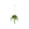 TERRACOTTA POT HANGING FERN