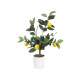 PLANTA LIMONERO 58CM