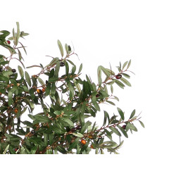 BIG OLIVE TREE POT