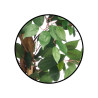 SMALL FICUS TREE POT