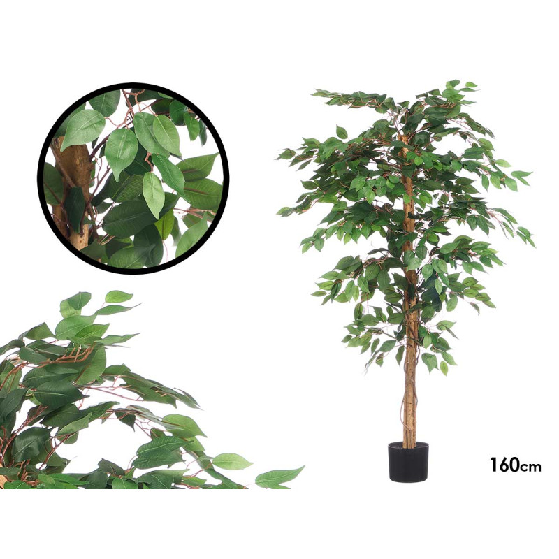 VASO FICUS MEDIO