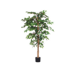 MACETA FICUS MEDIANA