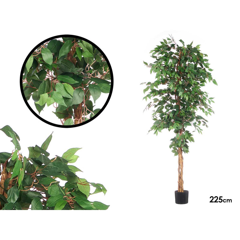 GRAND POT FICUS