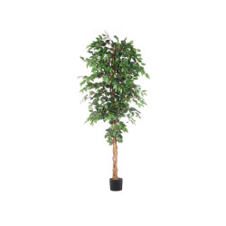 BIG FICUS POT
