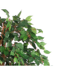 BIG FICUS POT