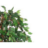 GRAND POT FICUS