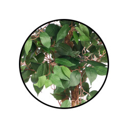 MACETA FICUS GRANDE