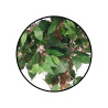 GRAND POT FICUS