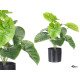 MACETA PLANTA HOJAS ANCHAS 38CM