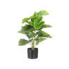 70CM POTTED PLANT WITH BROAD LEAVES 