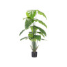 170CM POTTED PLANT WITH BROAD TIPPED LEAVES