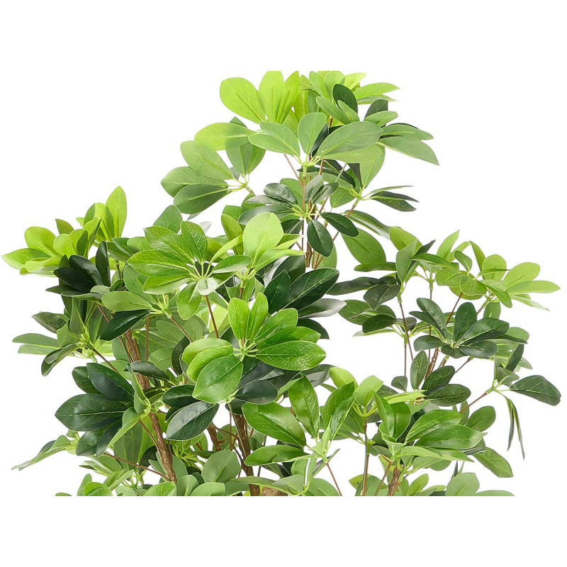 170CM PLANT WITH ELONGATED BROAD LEAVES