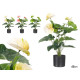VASO FIORE FLAMINGO ASS 3 COL 65CM