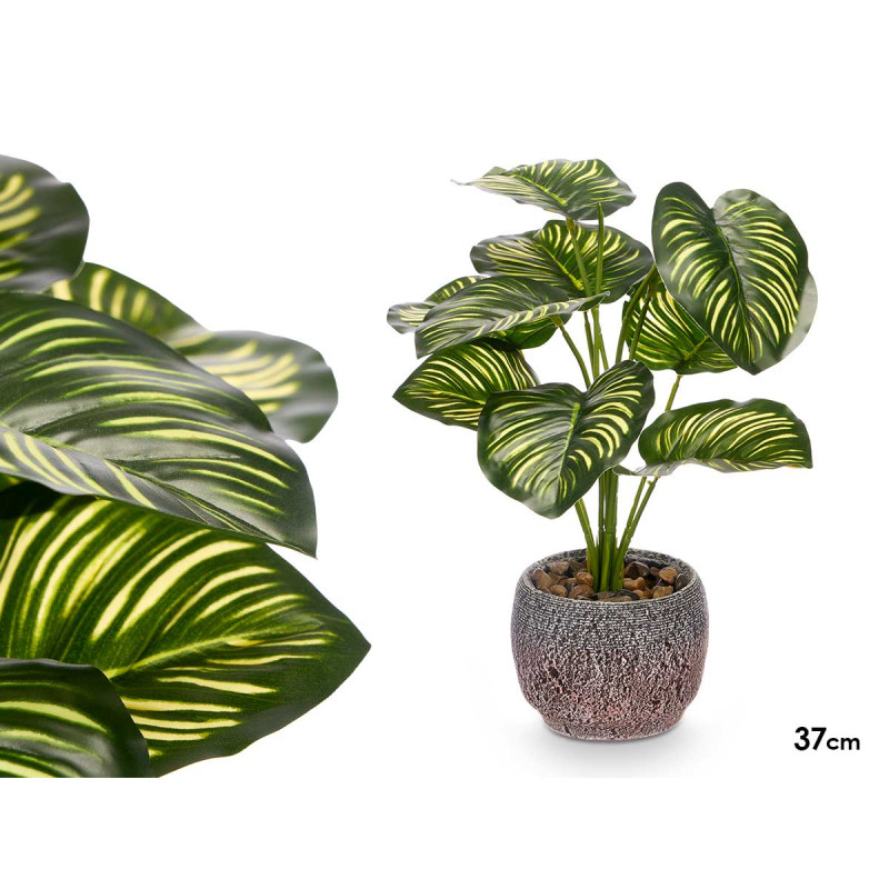  POT PLANTE FEUILLE BICOLORE