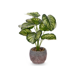  POT PLANTE FEUILLE BICOLORE