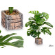 POT CARRÉ PLANTE À FEUILLES ÉTOILÉES GRAND