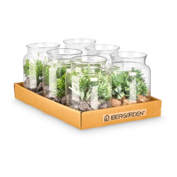 GLASS JAR PLANT ASSORTED 2 