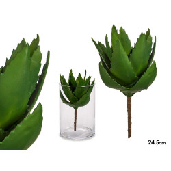 PLANTA ALOE VERA