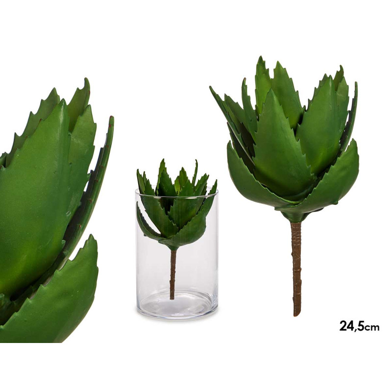 PLANTE ALOE VERA