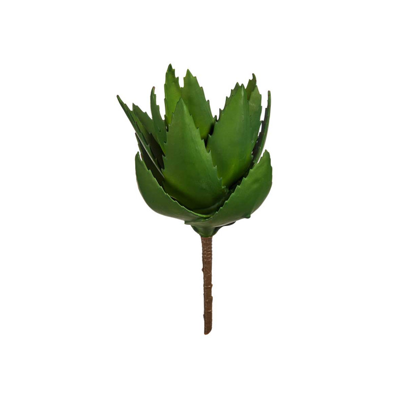 PIANTA ALOE VERA