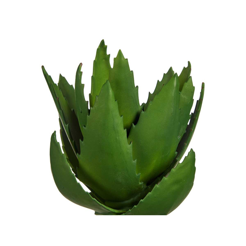 PLANTA ALOE VERA